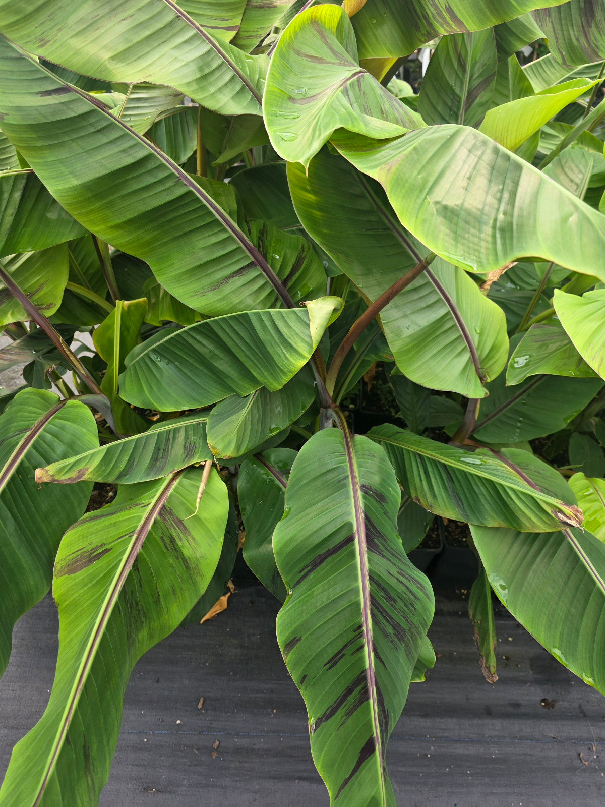 Banana - Musa sikkimensis (Red Tiger)