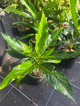 Noni plant flyingdragonnursery