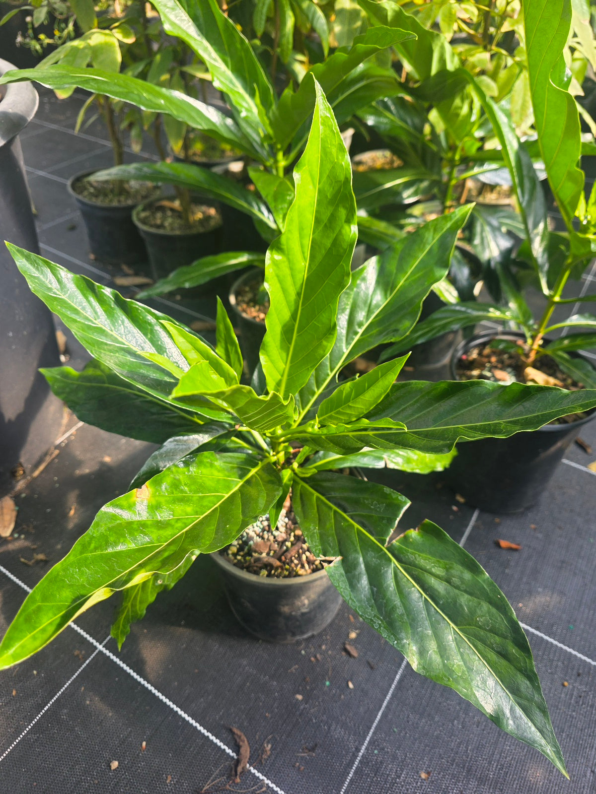 Noni plant flyingdragonnursery