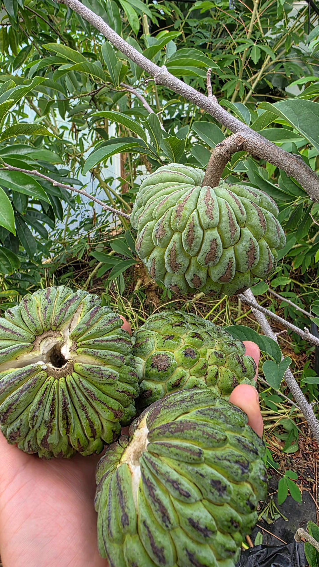 Sugar Apple -  Green flyingdragonnursery