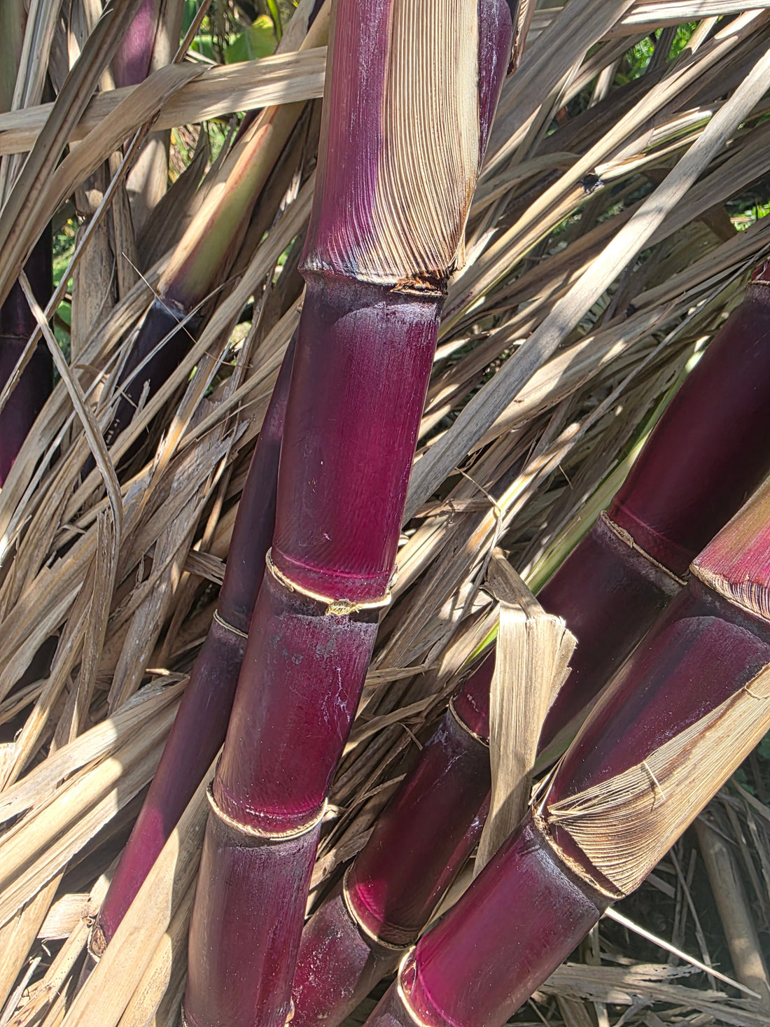 Sugarcane (Red, White, Purple Variegated) flyingdragonnursery