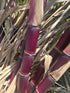 Sugarcane (Red, White, Purple Variegated) flyingdragonnursery