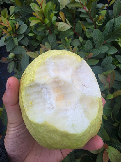 Vietnamese Giant Guava – Flowering Seedling