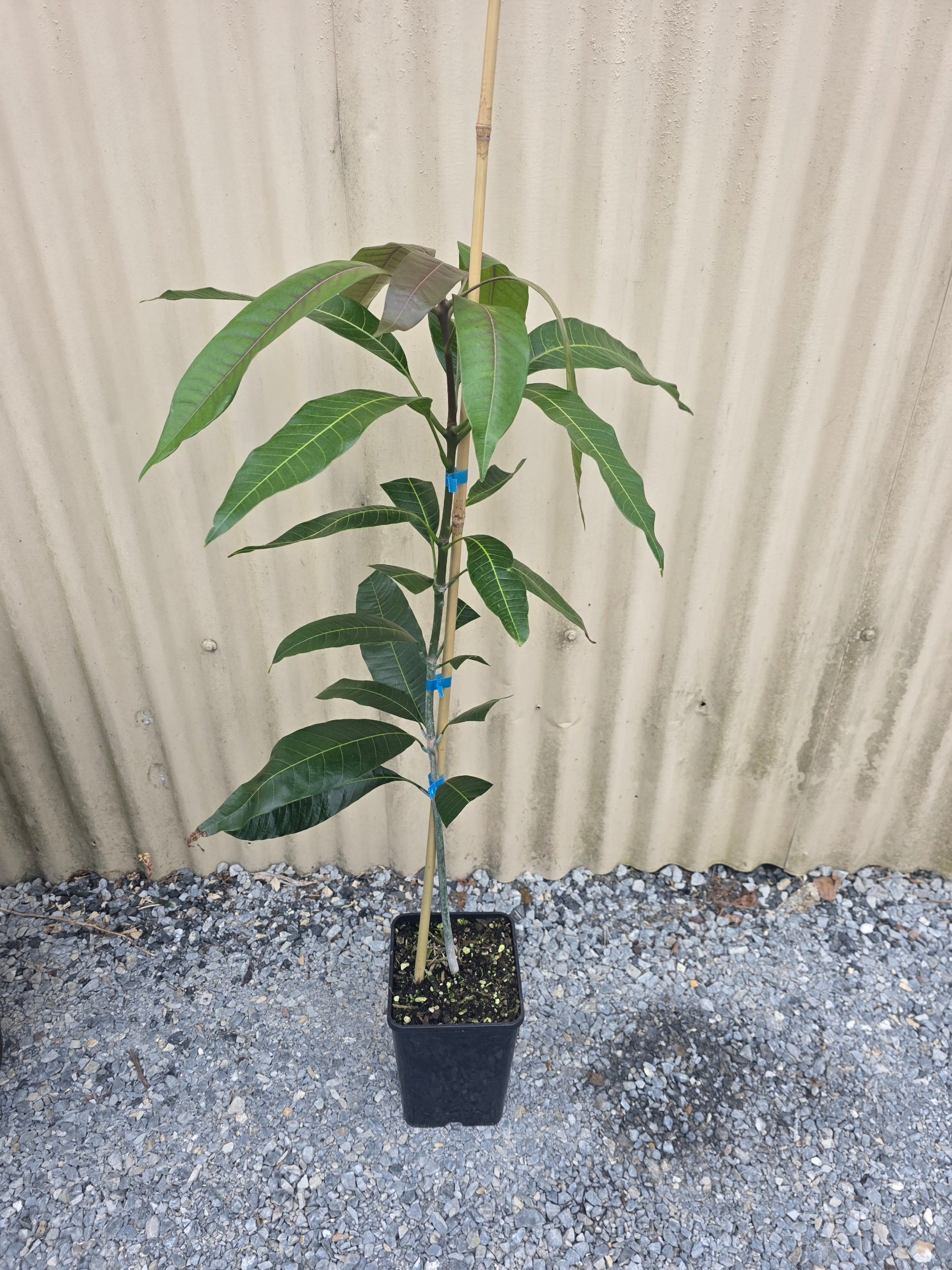 Mango - Kesar Seedling flyingdragonnursery