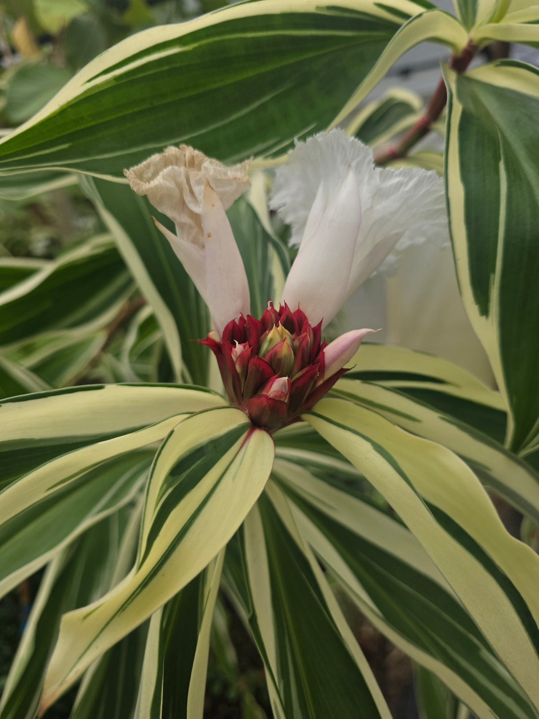 Variegated Spiral Ginger (Rare) flyingdragonnursery