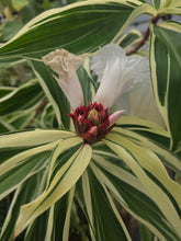 Variegated Spiral Ginger (Rare) flyingdragonnursery