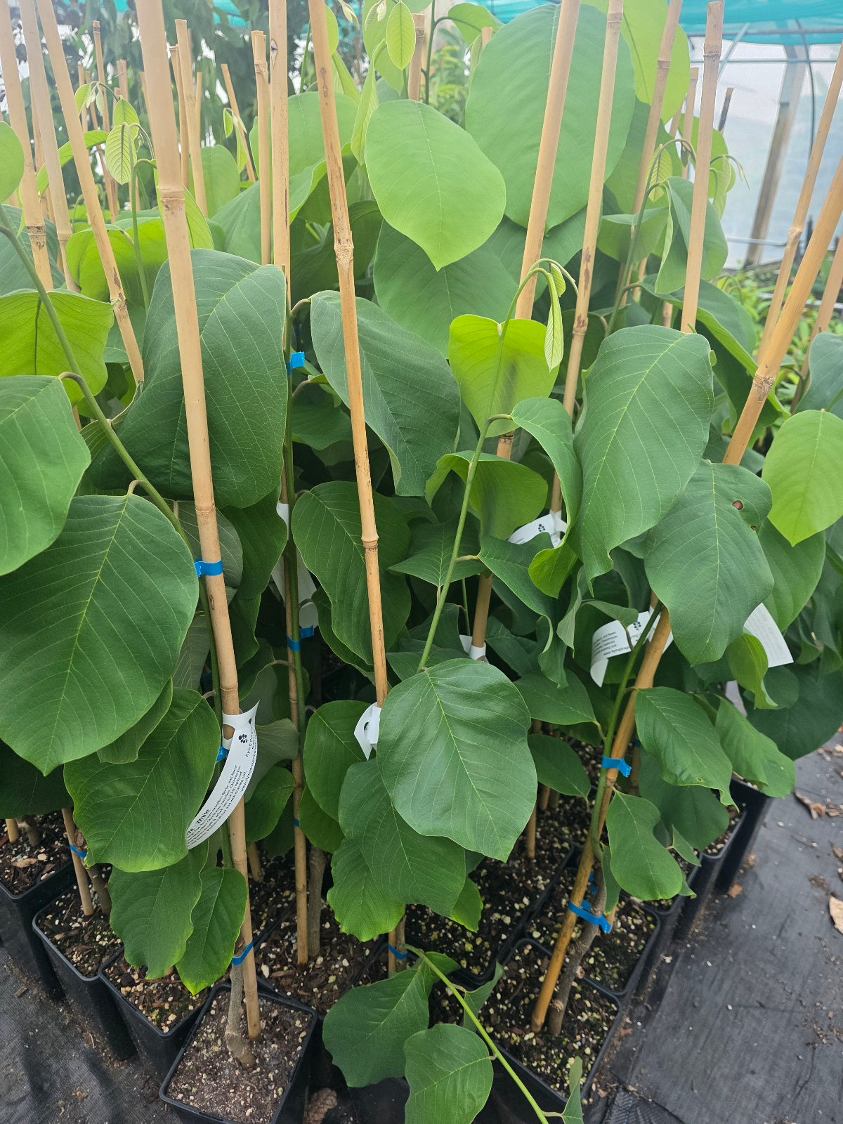 Cherimoya (Custard Apple) - White - Grafted flyingdragonnursery