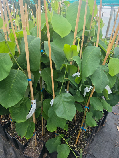 Cherimoya (Custard Apple) - White - Grafted flyingdragonnursery