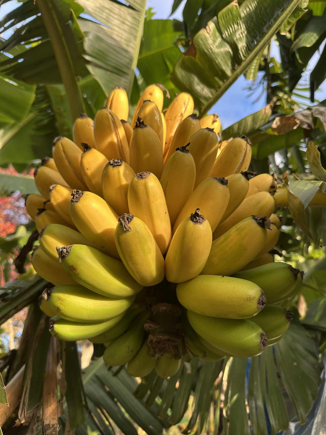 Banana - Mona Lisa (cold-tolerant) Dessert Banana flyingdragonnursery