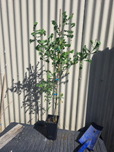 Starfruit, Carambola plant flyingdragonnursery