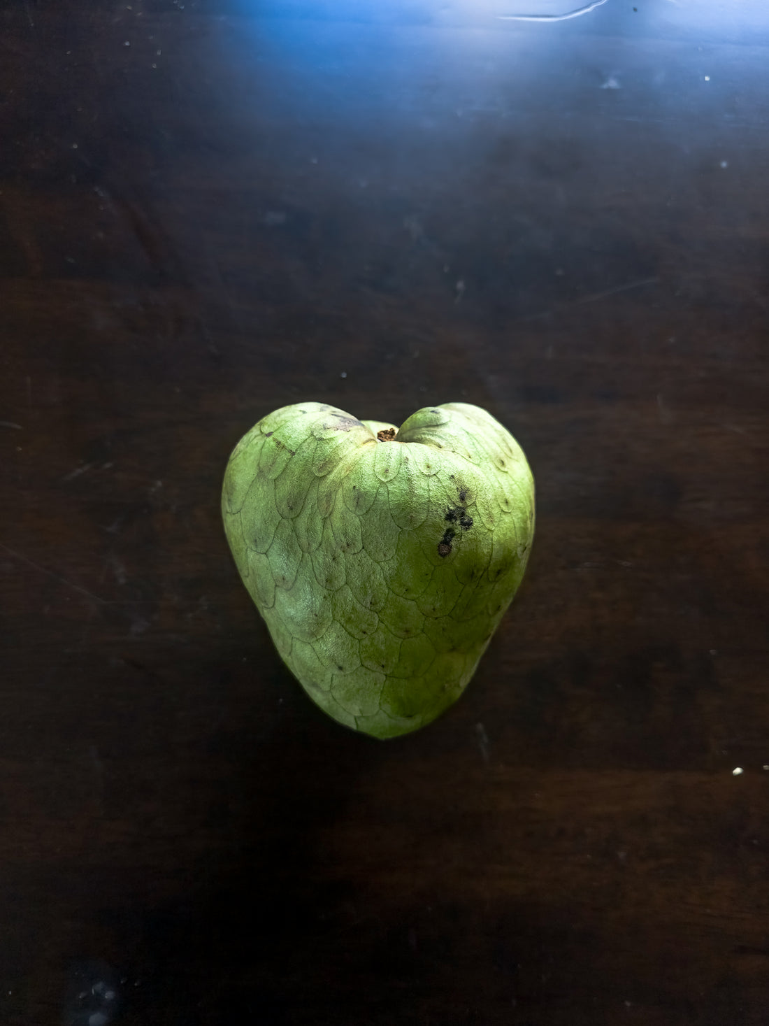 Cherimoya (Custard Apple) - Jack - Grafted