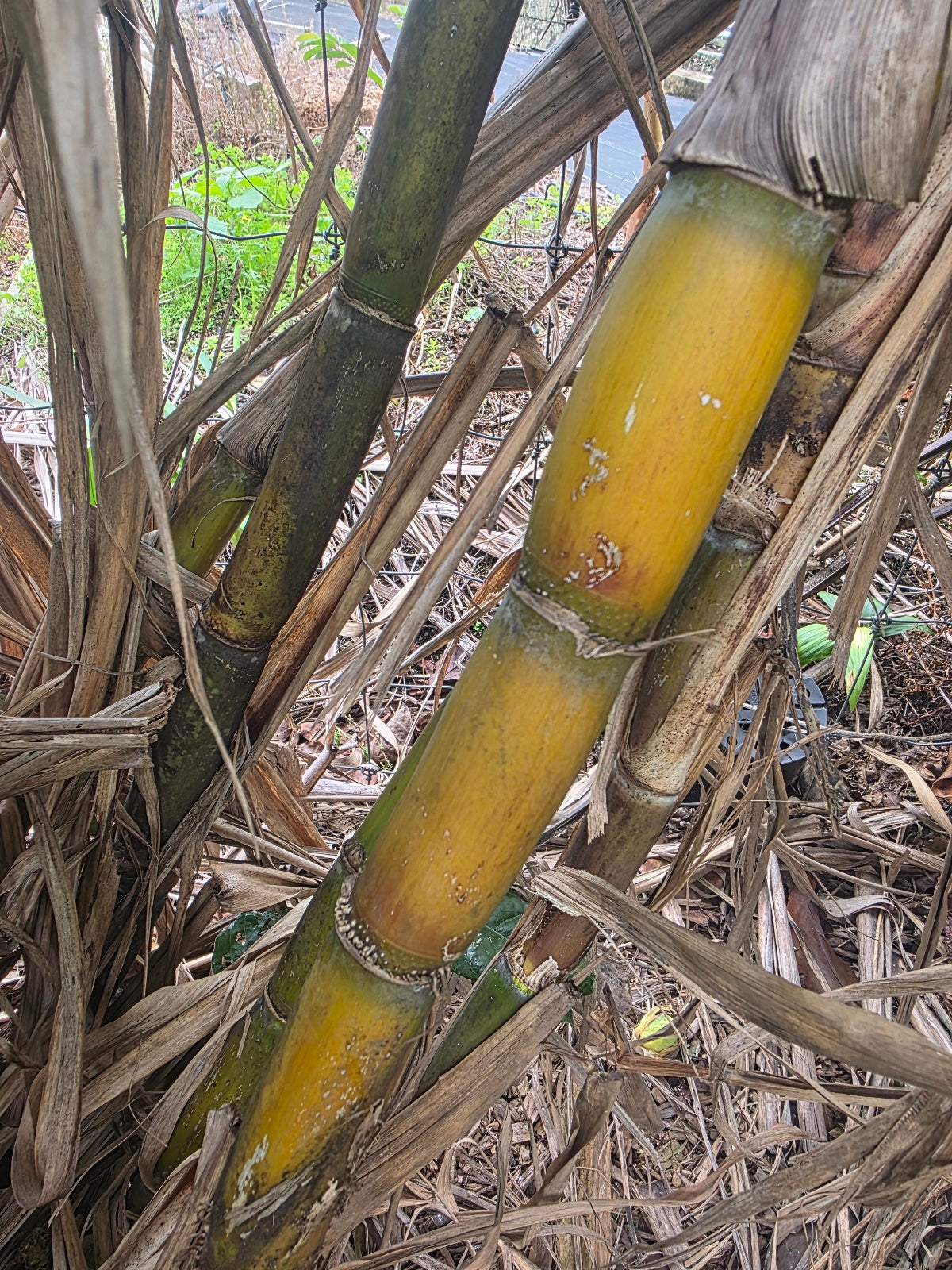Sugarcane (Red, White, Purple Variegated) flyingdragonnursery
