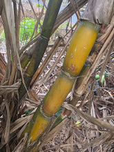 Sugarcane (Red, White, Purple Variegated) flyingdragonnursery