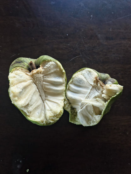 Cherimoya (Custard Apple) - Jack - Grafted