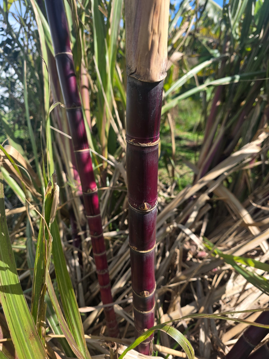 Sugarcane (Red, White, Purple Variegated) flyingdragonnursery