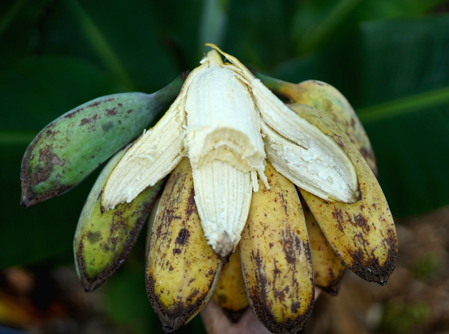 Banana - Blue Java (cold-hardy) flyingdragonnursery