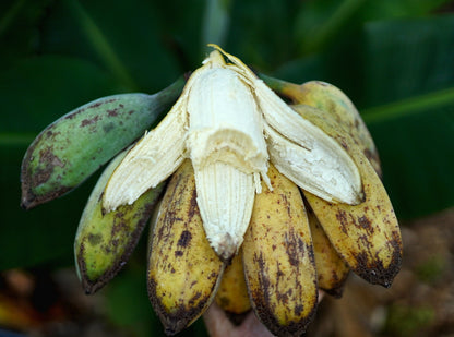 Banana - Blue Java (cold-hardy) flyingdragonnursery