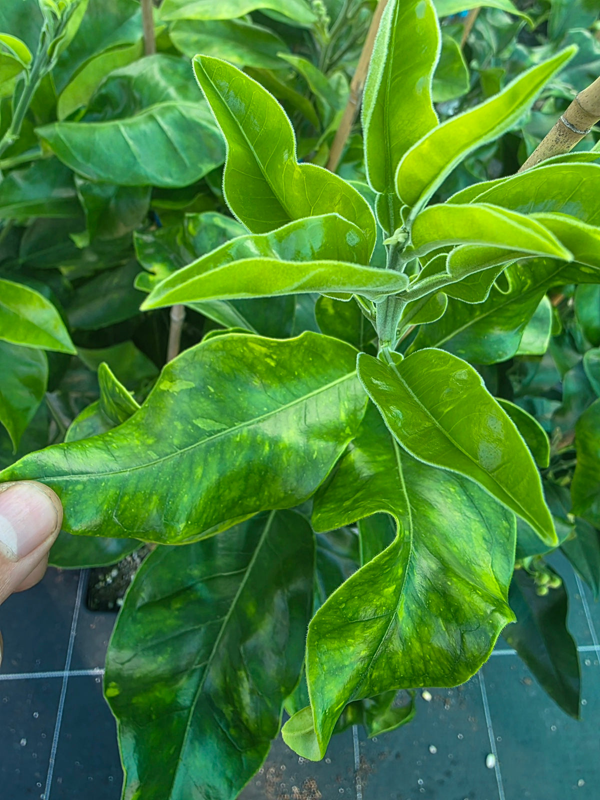 Pomelo - Siamese Sweet flyingdragonnursery
