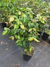 Surinam Cherry - Orange flyingdragonnursery