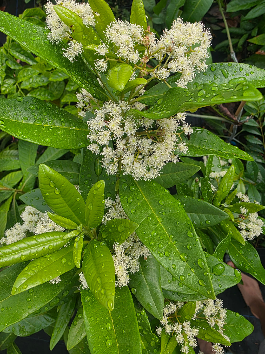 Allspice plant flyingdragonnursery