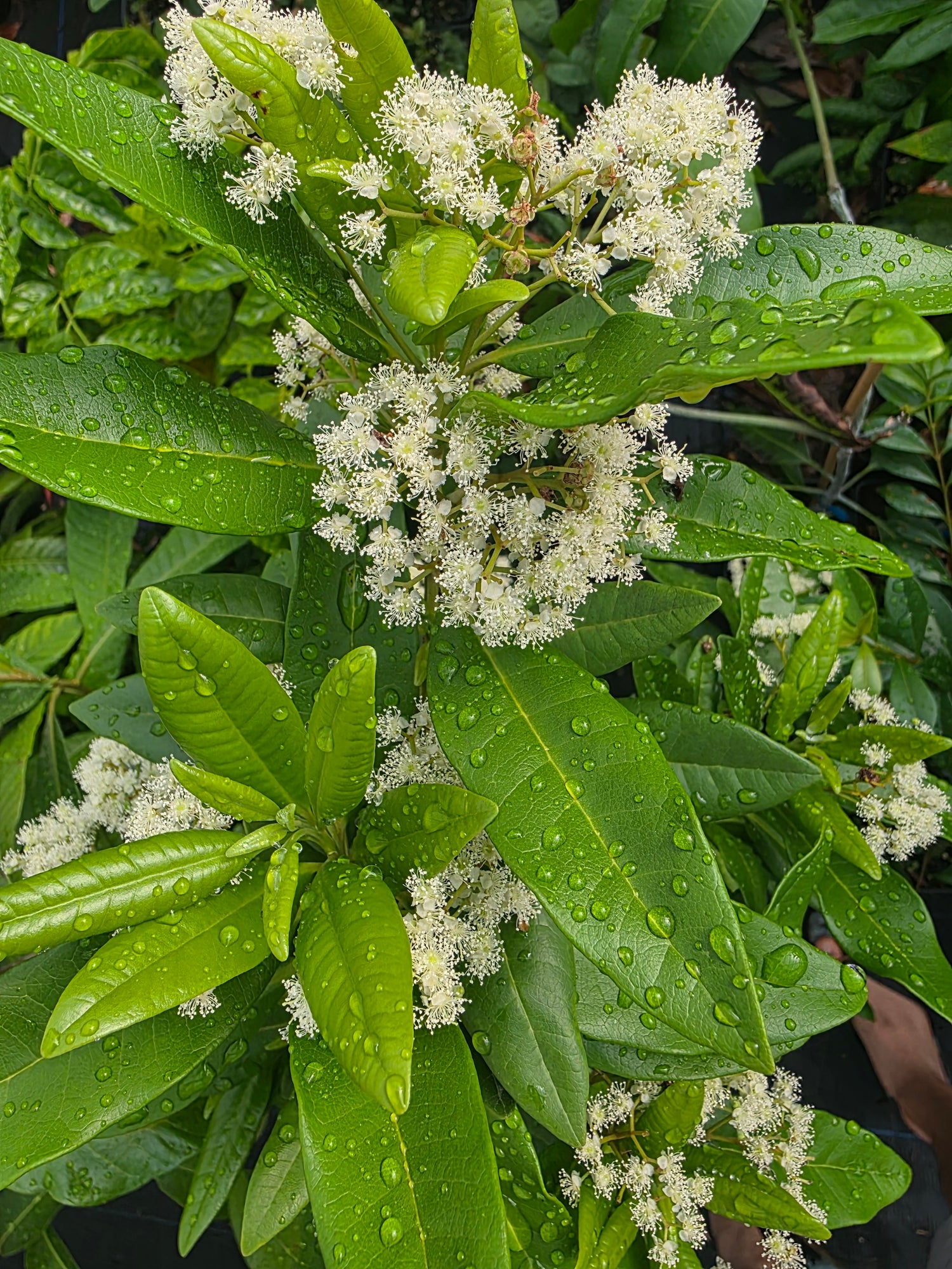 Allspice plant flyingdragonnursery