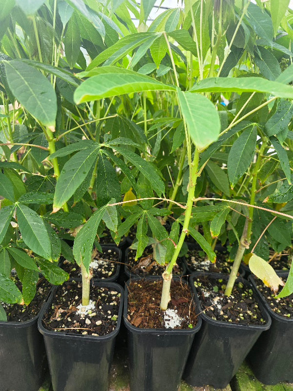 Yuca, Cassava flyingdragonnursery