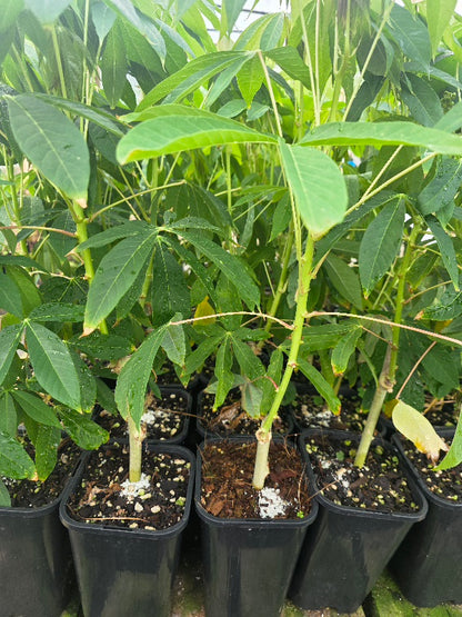 Yuca, Cassava flyingdragonnursery