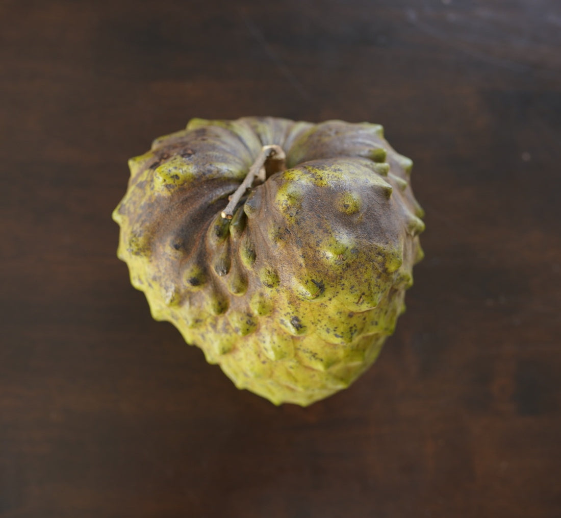 Cherimoya (Custard Apple) - Wookie - Grafted flyingdragonnursery