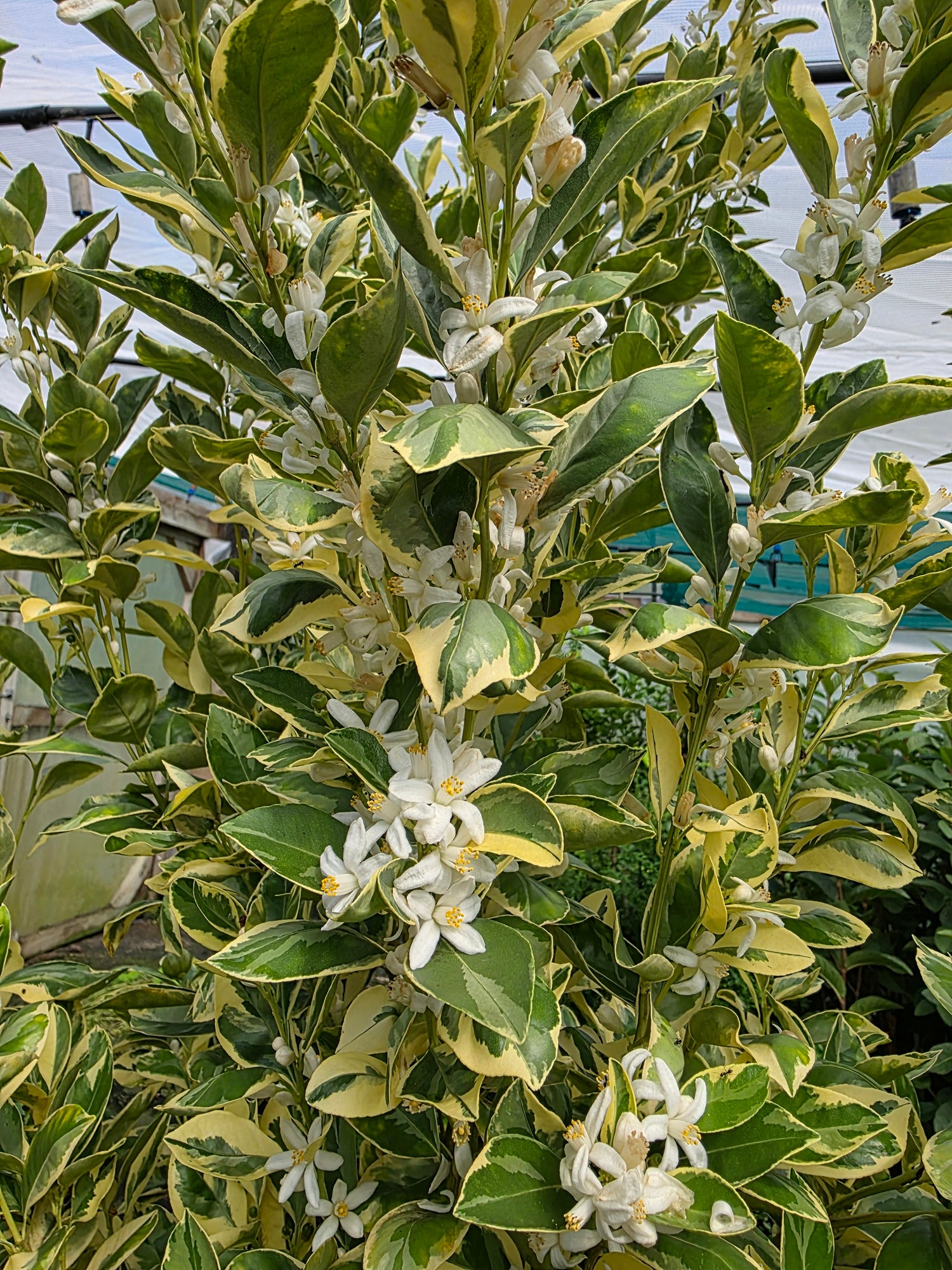 Calamansi - Variegated
