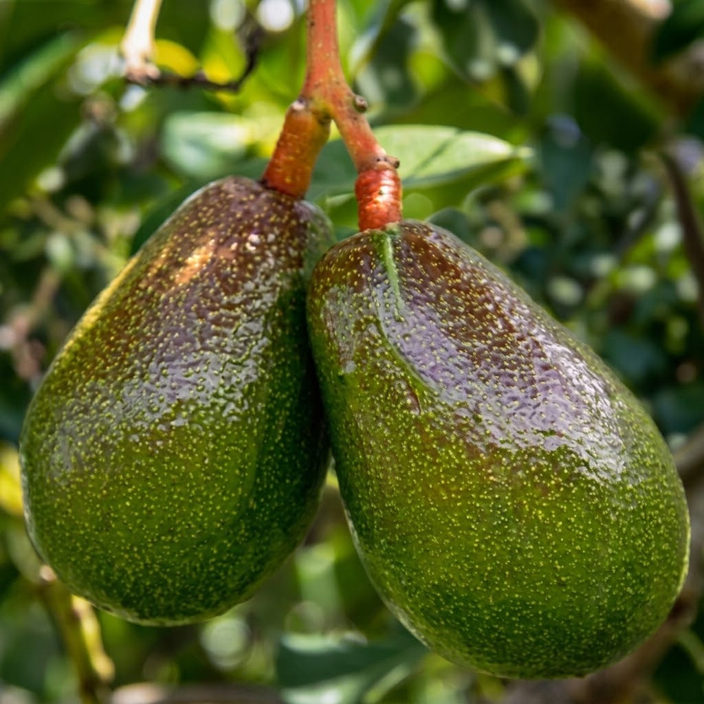 Avocado - San Miguel