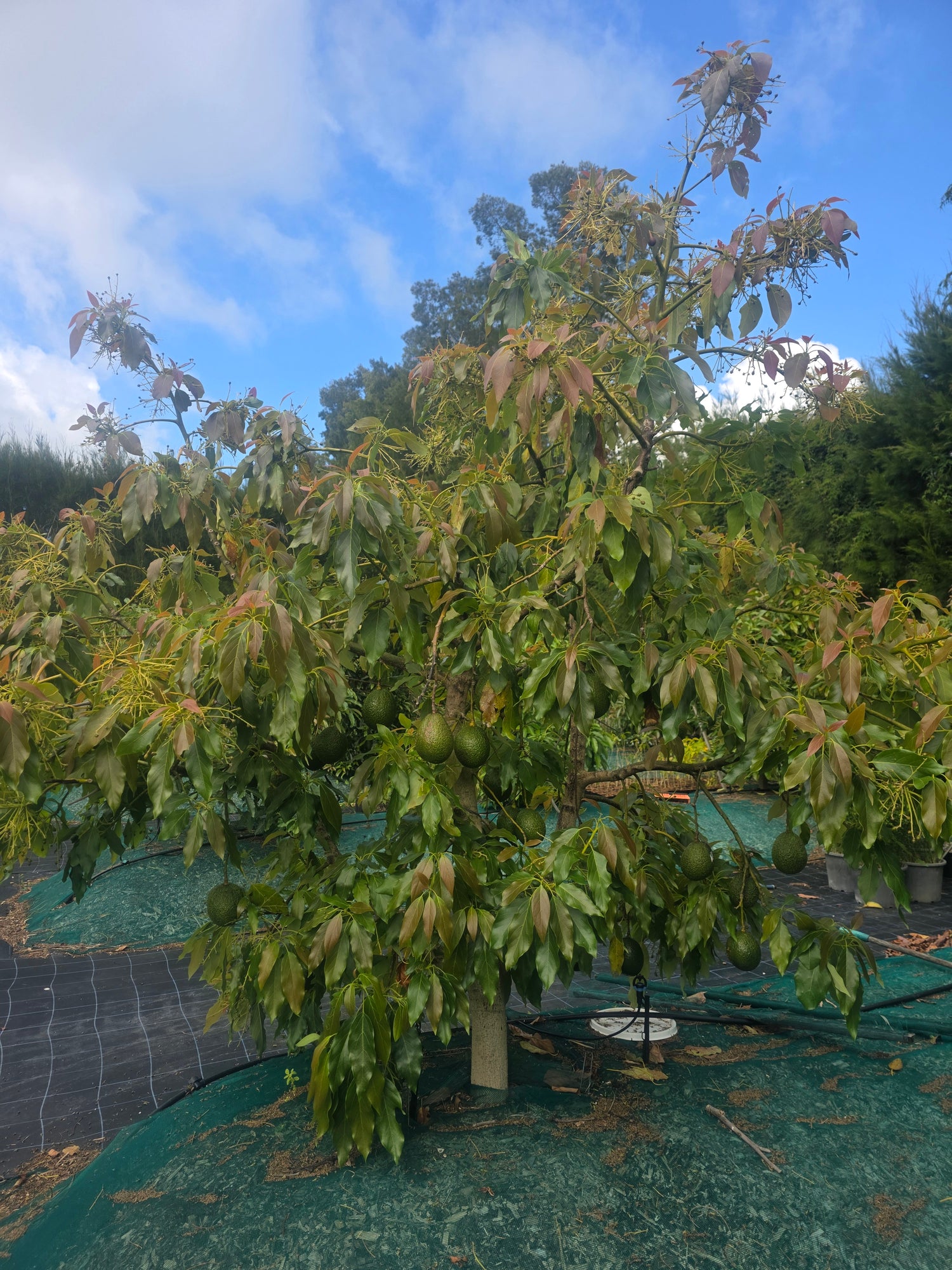 Avocado - Esther Semi Dwarf - Autumn/winter ripening flyingdragonnursery