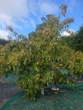 Avocado - Esther Semi Dwarf - Autumn/winter ripening flyingdragonnursery
