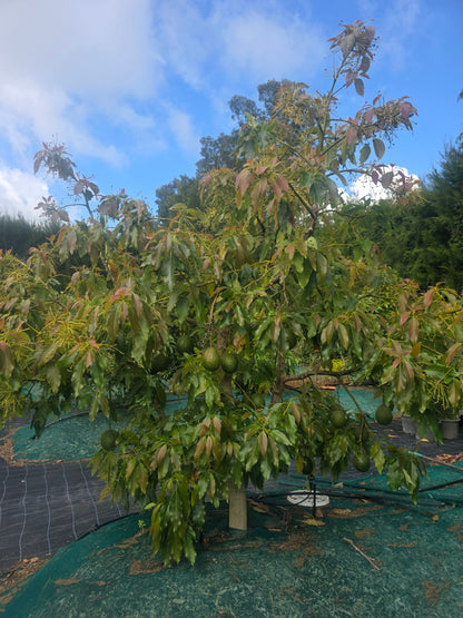 Avocado - Esther Semi Dwarf - Autumn/winter ripening flyingdragonnursery