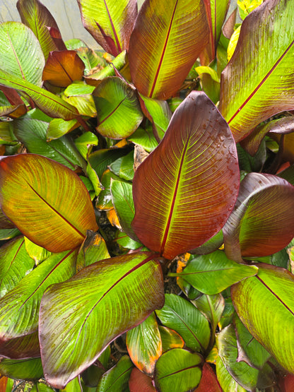 Banana - Red Abyssinian flyingdragonnursery