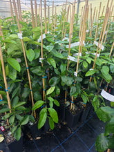 Orange - Bergamot flyingdragonnursery