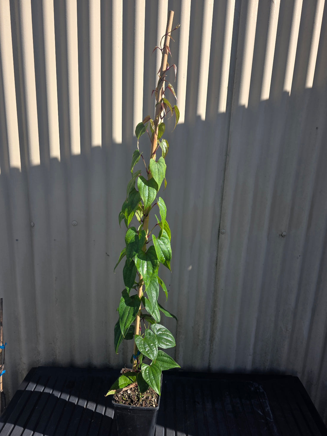 Purple Yam Plant (Dioscorea alata) flyingdragonnursery