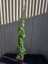 Purple Yam Plant (Dioscorea alata) flyingdragonnursery