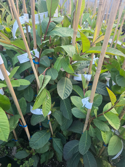 Guava - Vietnamese Giant Seedling