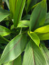 White turmeric plant (Curcuma zedoaria) flyingdragonnursery