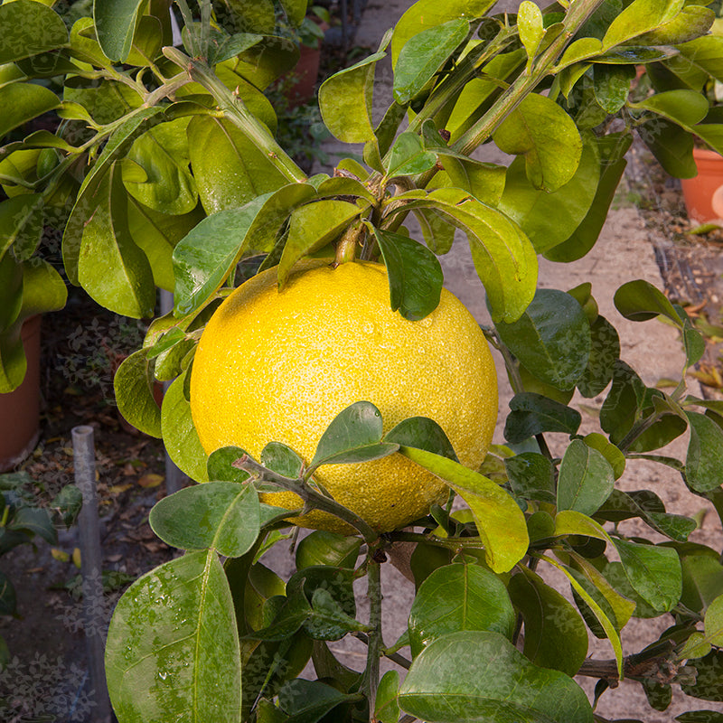 Pomelo - Hawaiian flyingdragonnursery