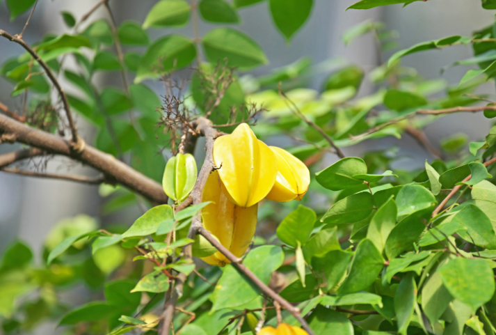 Starfruit, Carambola plant