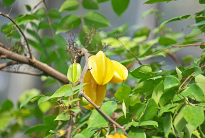 Starfruit, Carambola plant