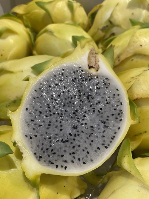 ussie Gold dragon fruit — yellow skin, white flesh