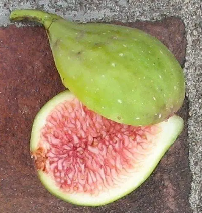 Fig - Ventura flyingdragonnursery
