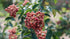 Red Sichuan Pepper Plant flyingdragonnursery