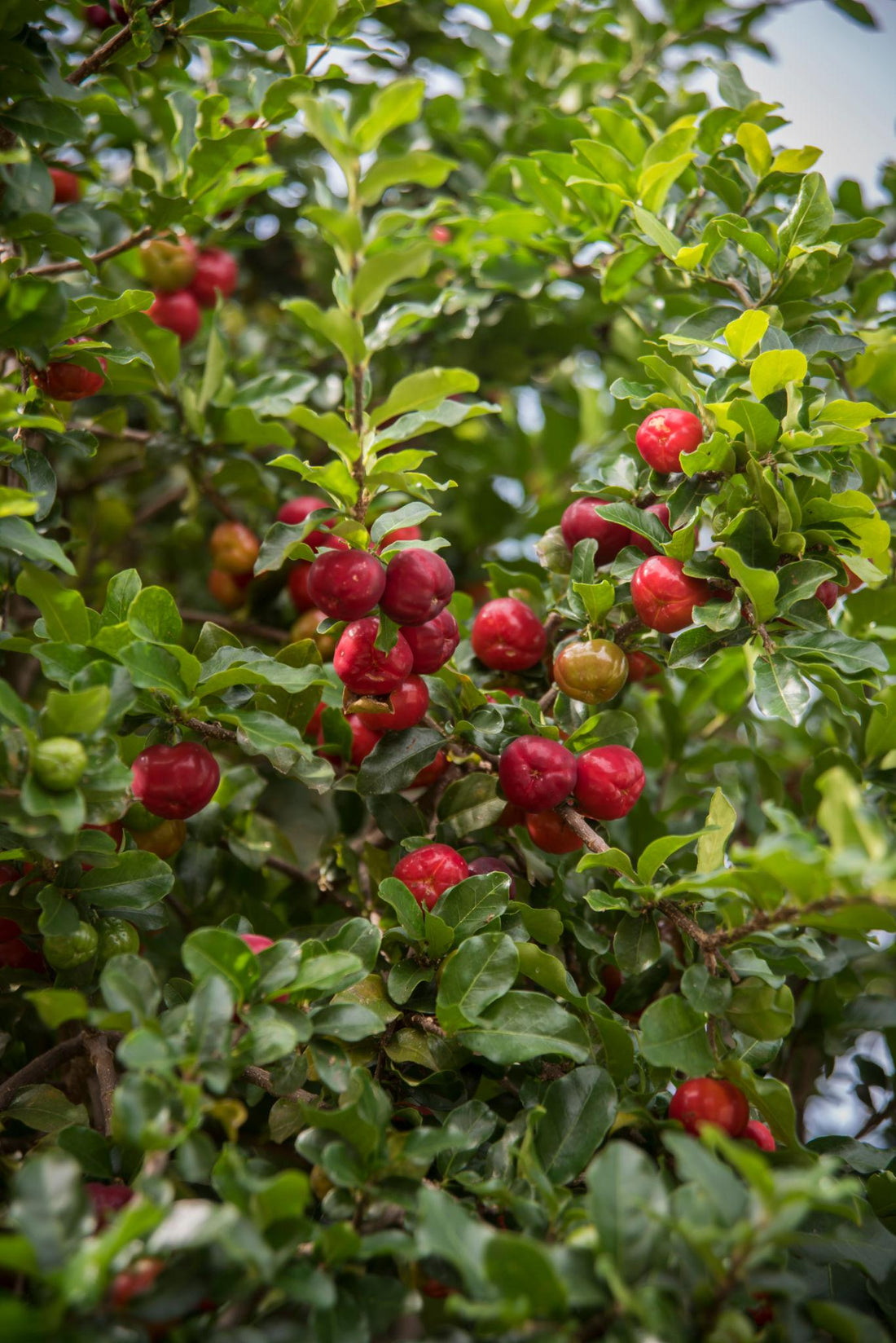 Acerola plant flyingdragonnursery