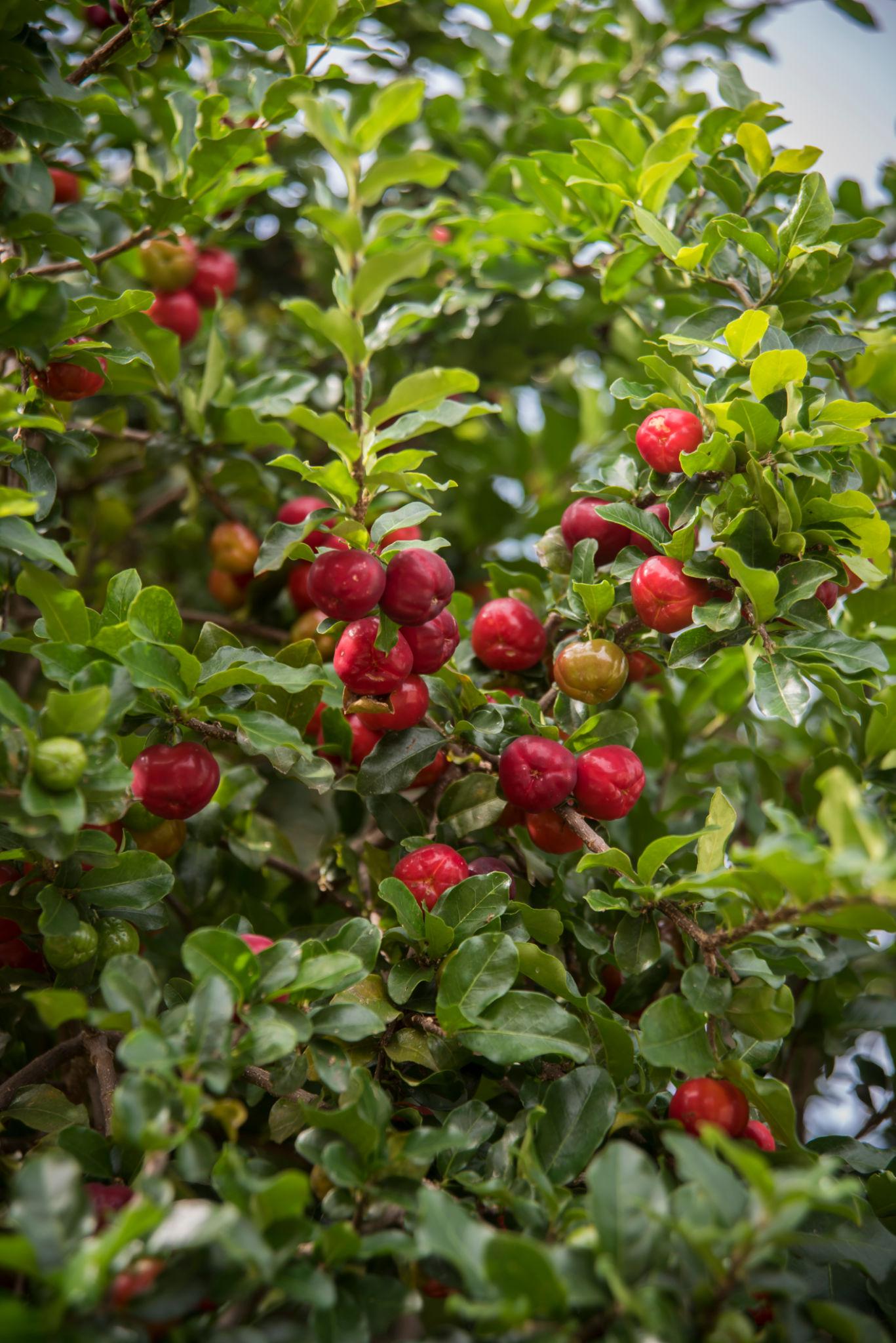 Acerola plant flyingdragonnursery