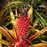 Red Pineapple - Cold hardy - flyingdragonnursery