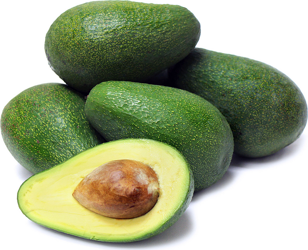 Avocado - Fuerte - Spring ripening – flyingdragonnursery