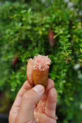 Finger Lime - Brown - Grafted - flyingdragonnursery